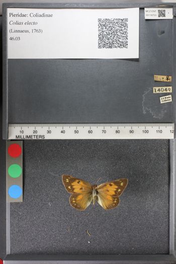 Media type: image;   Entomology 118753